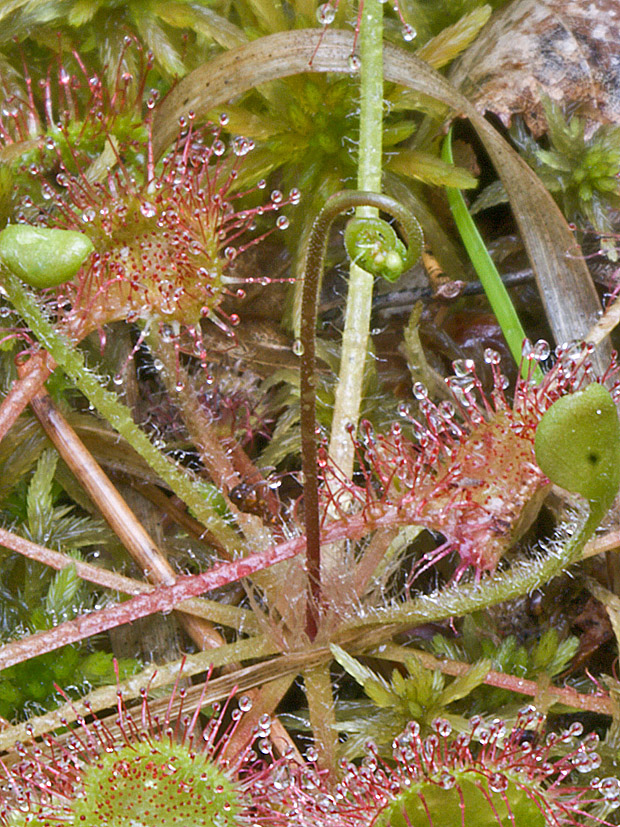 rosička okrúhlolistá Drosera rotundifolia L.