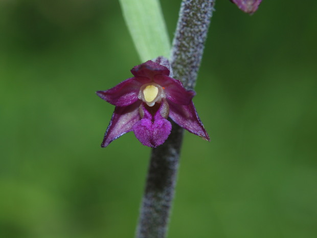 kruštík tmavočervený pravý Epipactis atrorubens subsp. atrorubens (Hoffm.) Besser