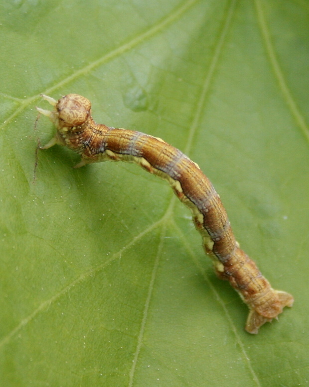 piadivka zimná - tmavoskvrnáč zhoubný Erannis defoliaria