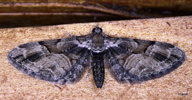 kvetnatka východná (sk) Eupithecia sinuosaria (Eversmann, 1848)