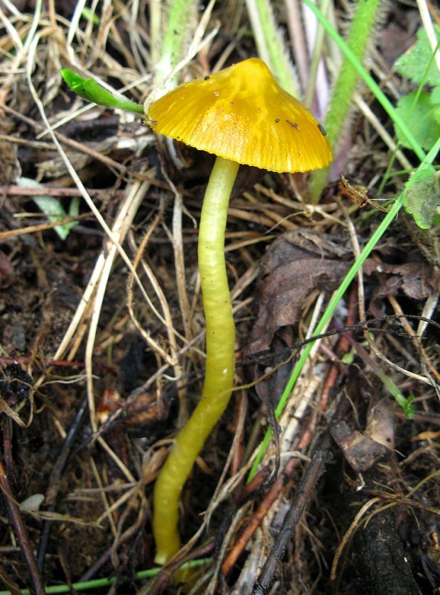 lúčnica žltozelená Gliophorus psittacinus (Schaeff.) Herink