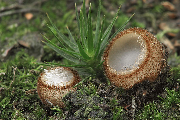 humária polguľovitá Humaria hemisphaerica (F.H. Wigg.) Fuckel