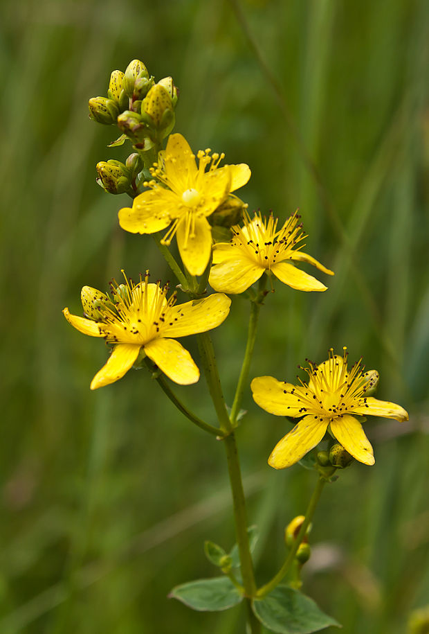 ľubovník bodkovaný Hypericum perforatum L.