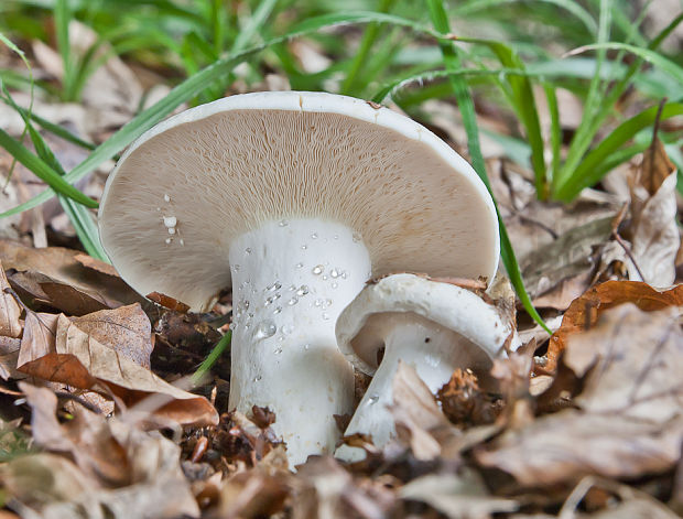 rýdzik korenistý Lactarius piperatus (L.) Pers.