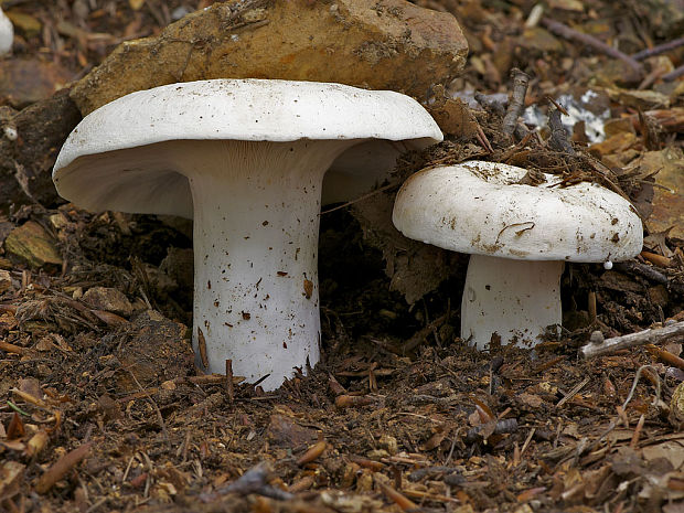 rýdzik korenistý Lactarius piperatus (L.) Pers.