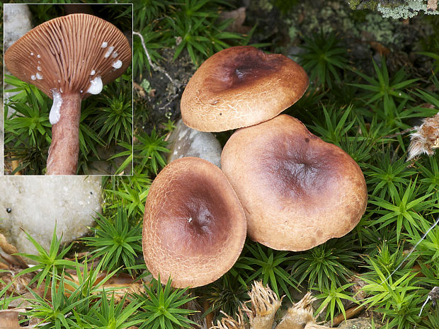 rýdzik Lactarius sp.