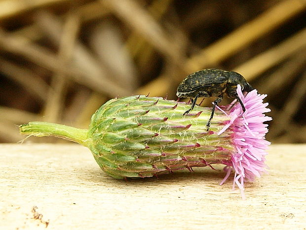 nosáčik Larinus turbinatus