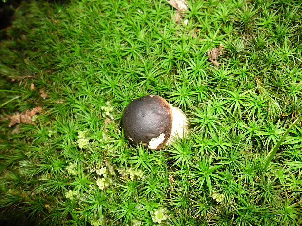 kozák hrabový Leccinum pseudoscabrum (Kallenb.) Šutara