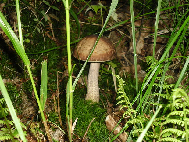 kozák hrabový Leccinum pseudoscabrum (Kallenb.) Šutara