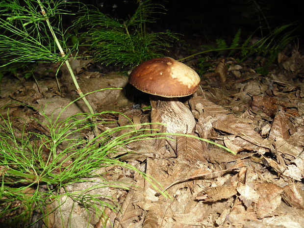 kozák hrabový Leccinum pseudoscabrum (Kallenb.) Šutara