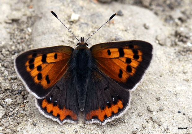 ohniváček černokřídlý Lycaena phlaeas Linnaeus, 1761