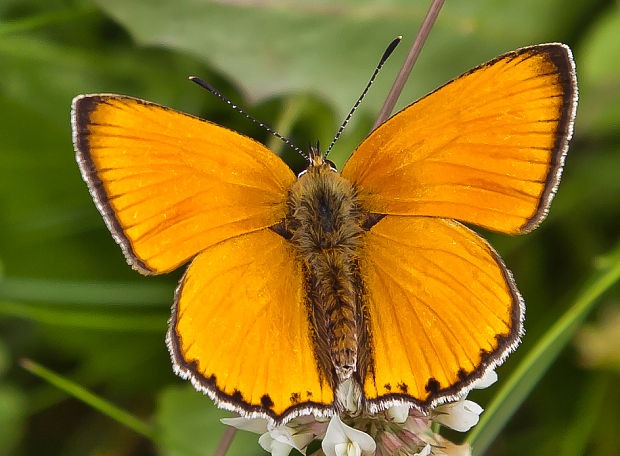 ohniváčik zlatobyľový Lycaena virgaureae