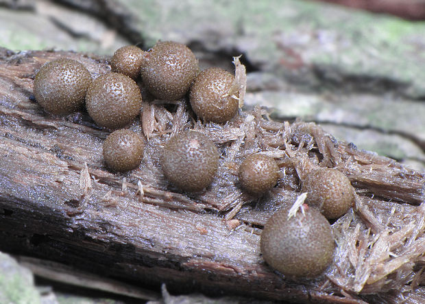 vlčinka Lycogala sp.