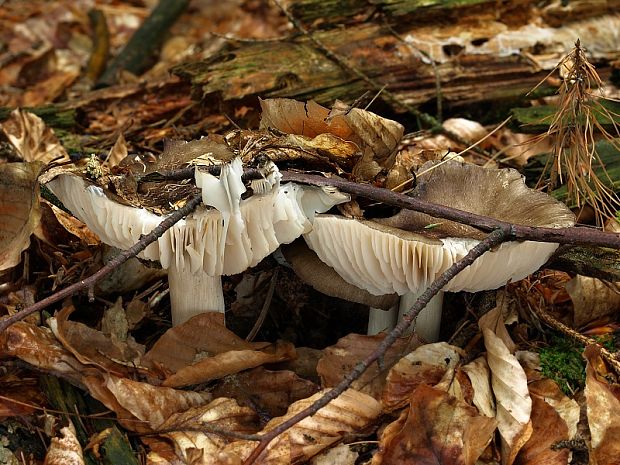 povraznica širokolupeňová Megacollybia platyphylla (Pers.) Kotl. & Pouzar