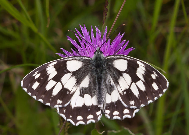 očkáň timotejkový Melanargia galathea