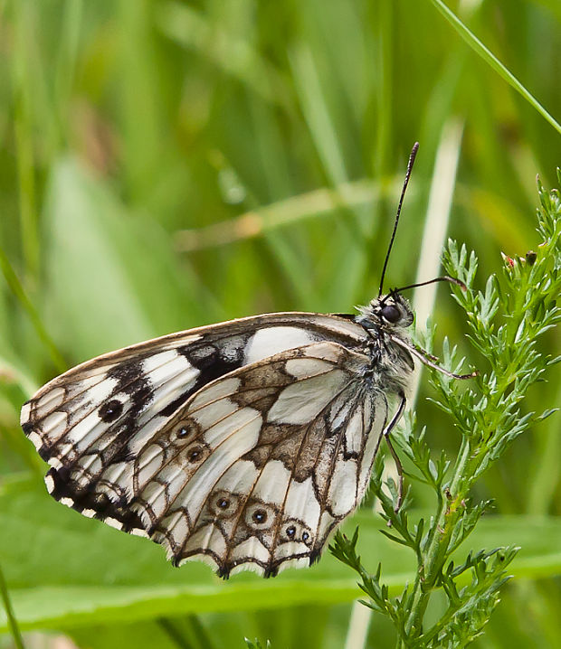 očkáň timotejkový Melanargia galathea