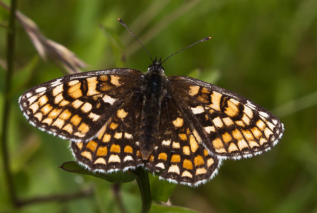 hnedáčik skorocelový Melitaea athalia