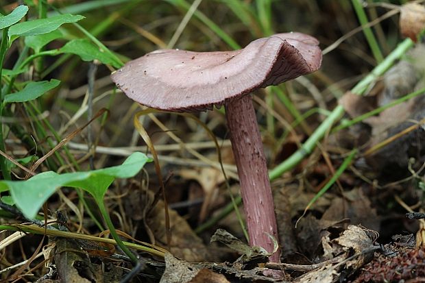 prilbička reďkovková Mycena pura (Pers.) P. Kumm.