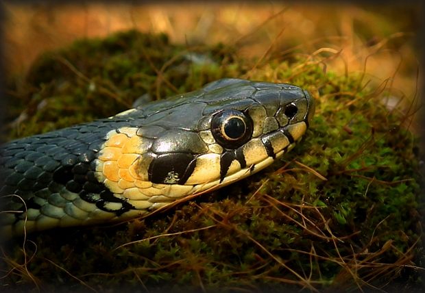 užovka obojková Natrix natrix