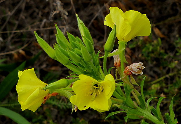 pupalka dvojročná Oenothera biennis L.