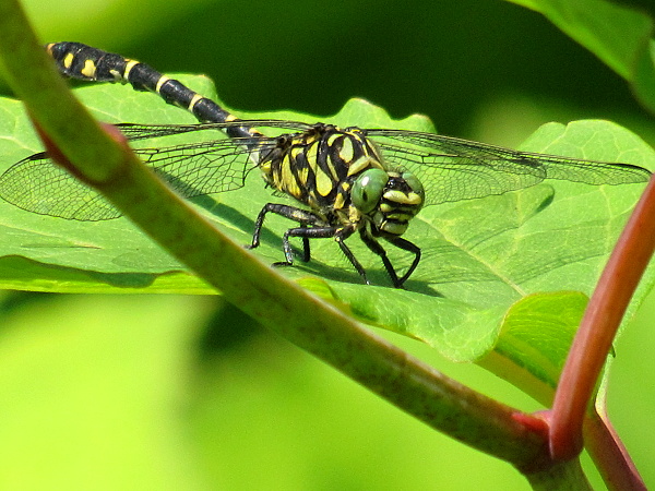 klinovka čiernonohá Onychogomphus forcipatus