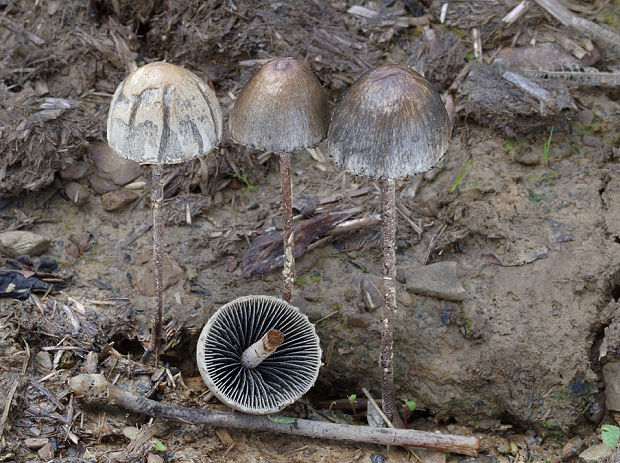 zvoncovec obyčajný Panaeolus papilionaceus (Bull.) Quél.