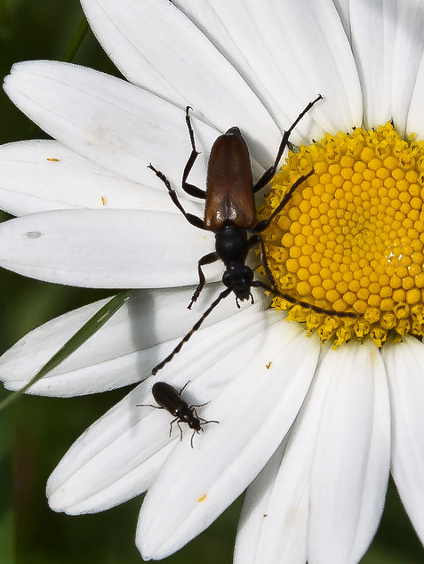 fúzač Paracorymbia maculicornis