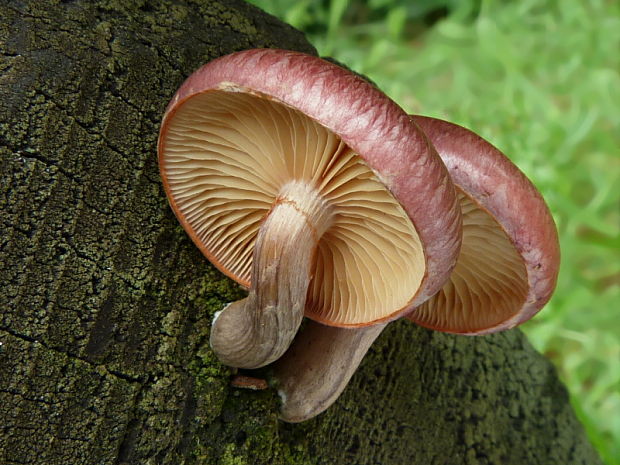 šupinovka? Pholiota?