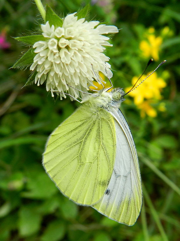 mlynárik repkový  Pieris napi