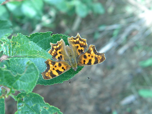 babôčka zubatokrídla Polygonia c-album