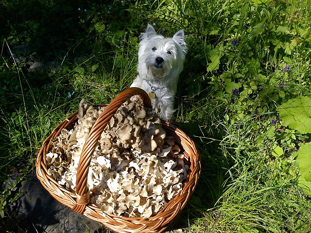 trúdnik klobúčkatý Polyporus umbellatus (Pers.) Fr.