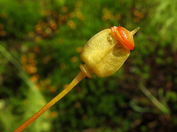 ploník obyčajný Polytrichum commune Hedw.