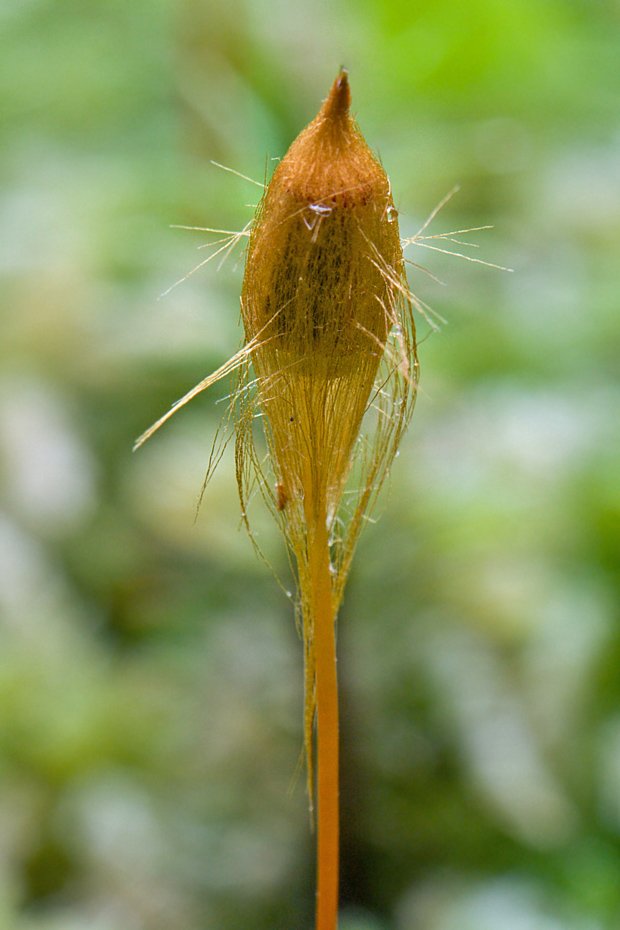 ploník obyčajný Polytrichum commune Hedw.