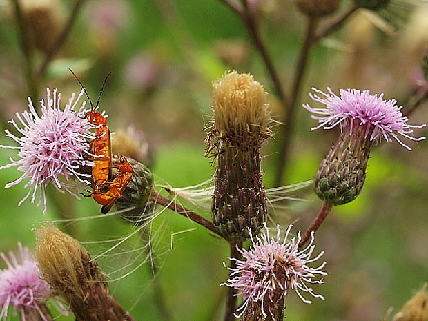 snehuľčík žltý Rhagonycha fulva