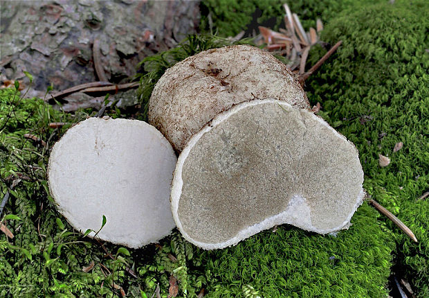 koreňovec Rhizopogon marchii (Bres.) Zeller & C.W. Dodge