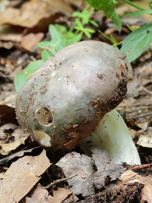 plávka modrastá Russula cyanoxantha (Schaeff.) Fr.