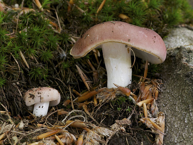 plávka Russula sp.