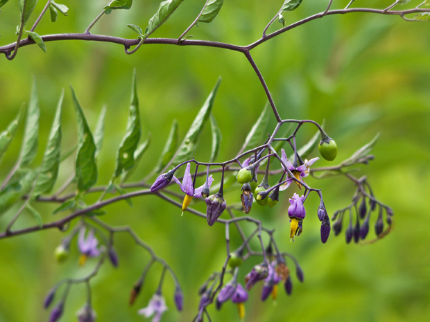 ľuľok sladkohorký Solanum dulcamara L.