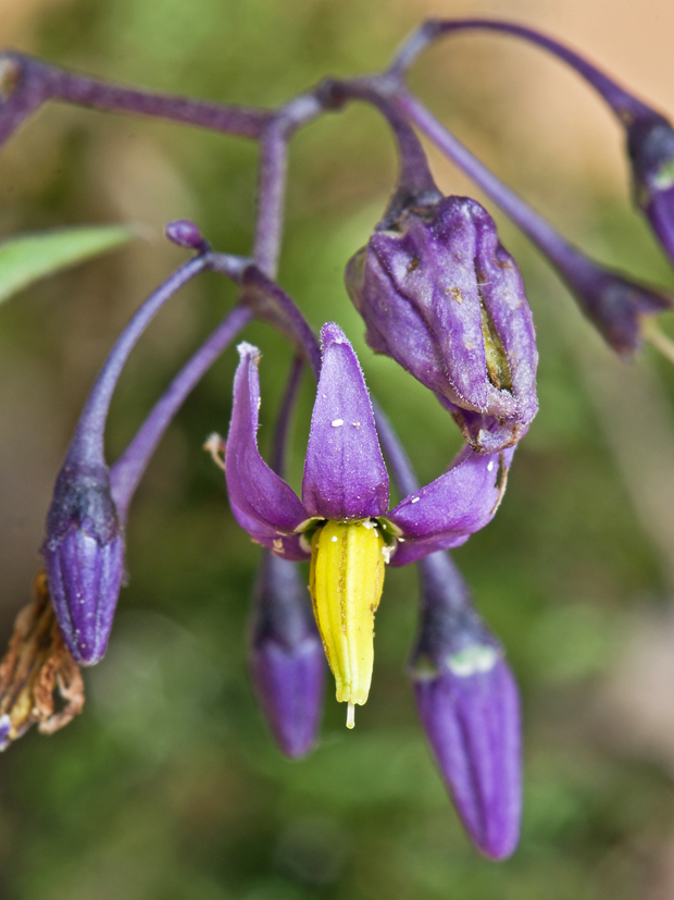 ľuľok sladkohorký Solanum dulcamara L.