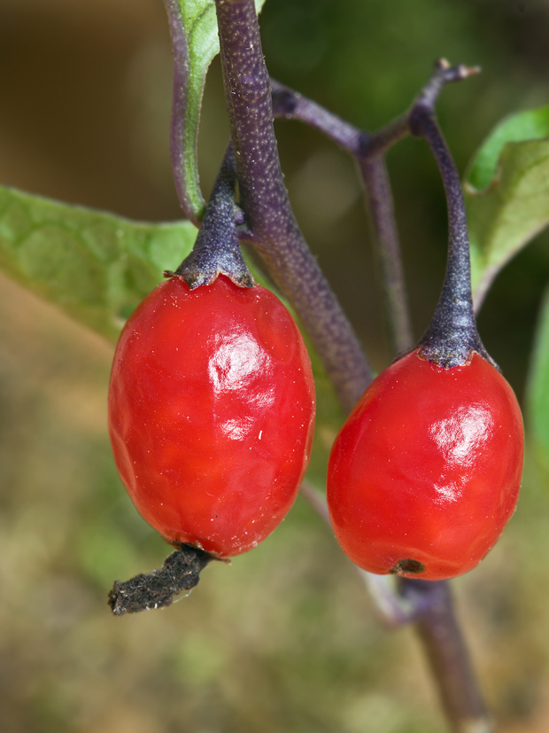 ľuľok sladkohorký Solanum dulcamara L.