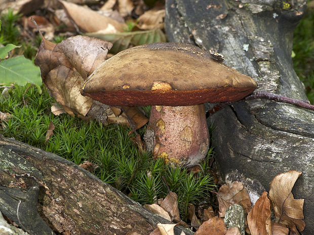 hríb zrnitohlúbikový Sutorius luridiformis (Rostk.) G. Wu & Zhu L. Yang