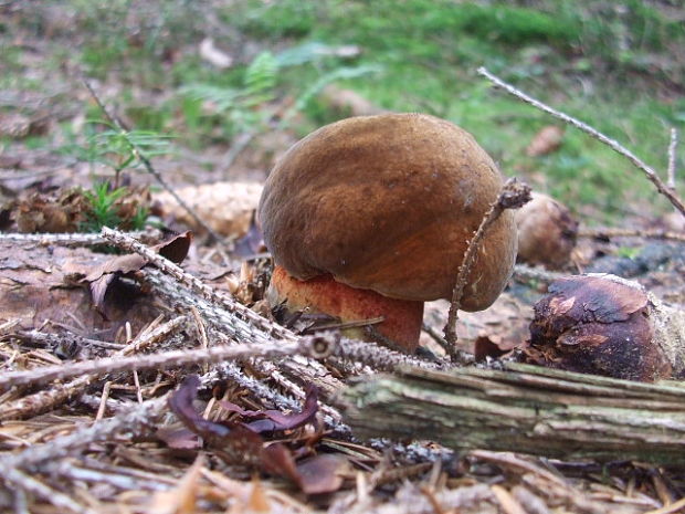 hríb zrnitohlúbikový Sutorius luridiformis (Rostk.) G. Wu & Zhu L. Yang