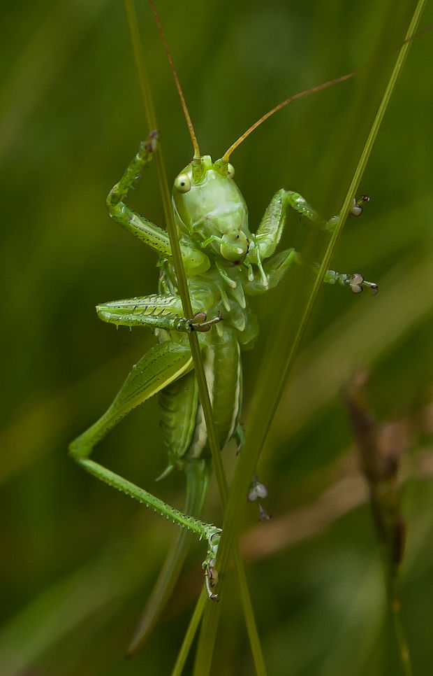 kobylka zelená Tettigonia viridissima