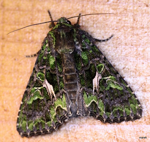 sivkavec lobodový (sk), blýskavka lebedová (cz) Trachea atriplicis  Linnaeus, 1758