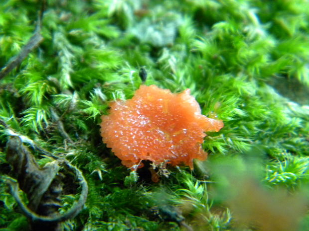 jahodník sasankovitý  Tubifera ferruginosa (Batsch) J.F. Gmel.