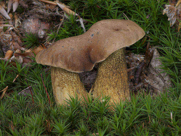 podhríb žlčový Tylopilus felleus (Bull.) P. Karst.