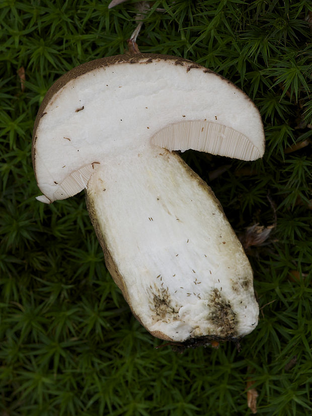 podhríb žlčový Tylopilus felleus (Bull.) P. Karst.