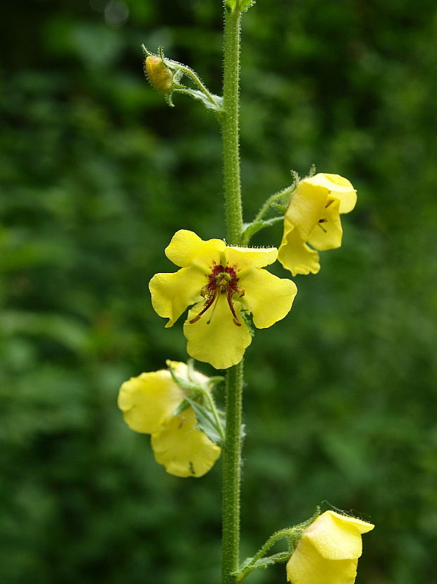 divozel švábový Verbascum blattaria L.