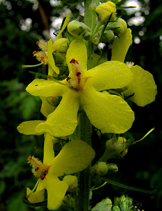 divozel kukučkovitý Verbascum lychnitis L.