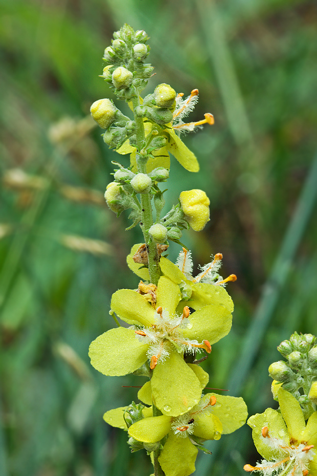 divozel kukučkovitý Verbascum lychnitis L.